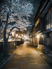 古都の夜桜