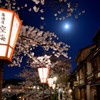 月夜乃桜