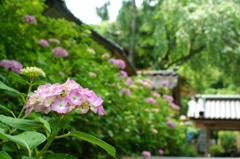 紫陽花寺を訪ねて