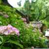 紫陽花寺を訪ねて