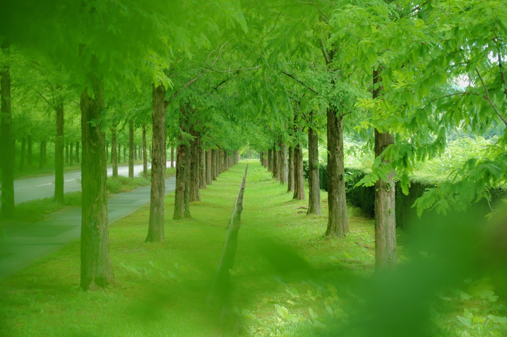 緑の回廊