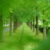 緑の回廊