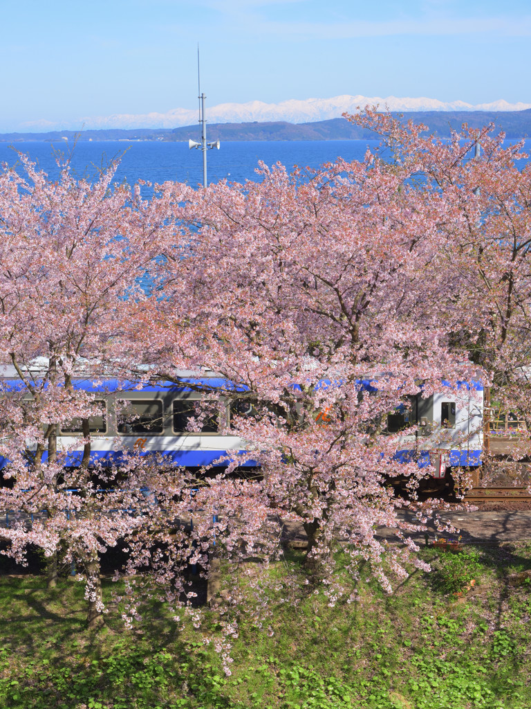 桜日和　なんちゃって３重奏