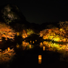 紅照