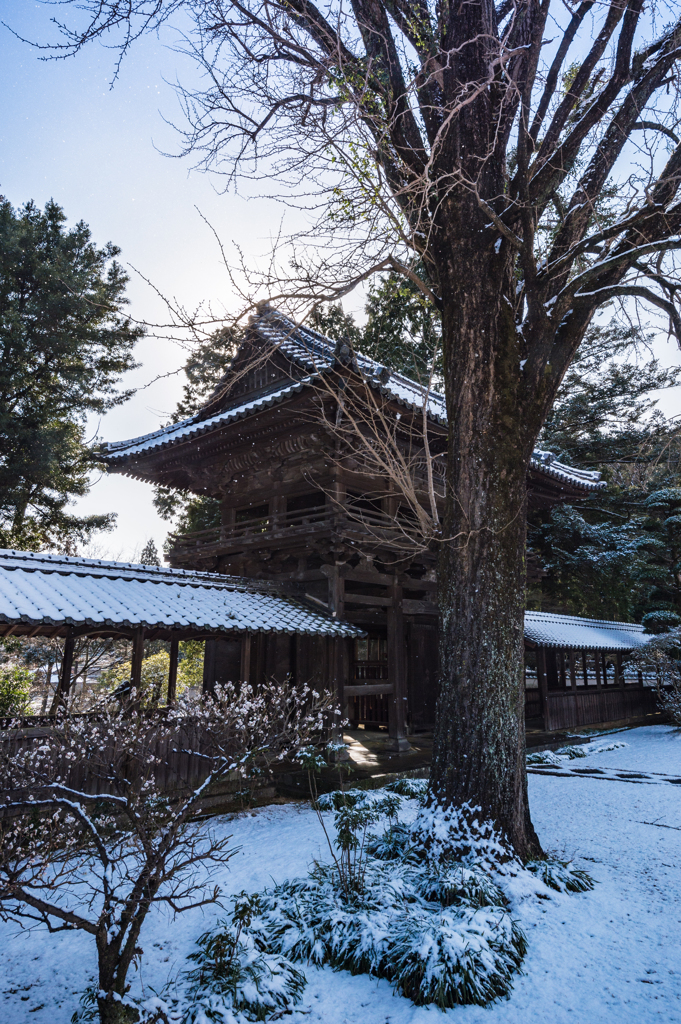 雪化粧６