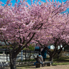 春の訪れ（河津桜）
