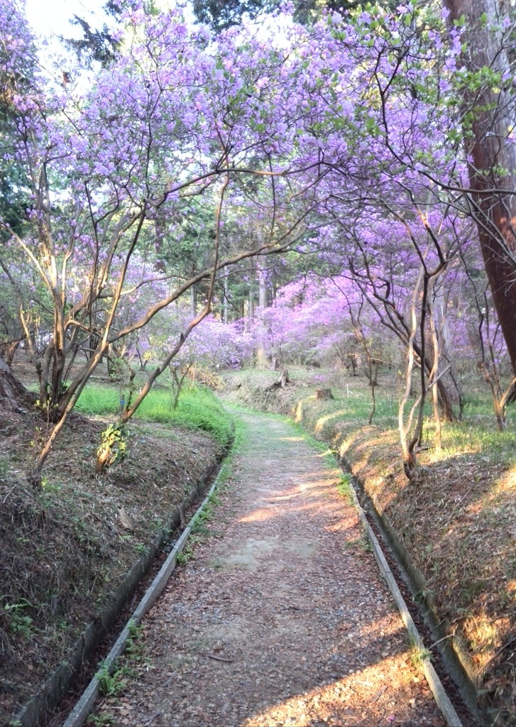 伊奈冨神社　紫つつじ