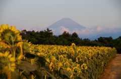 FUJIYAMA