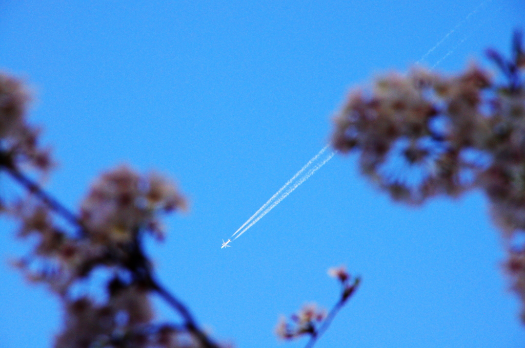 桜と空