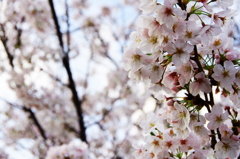 桜