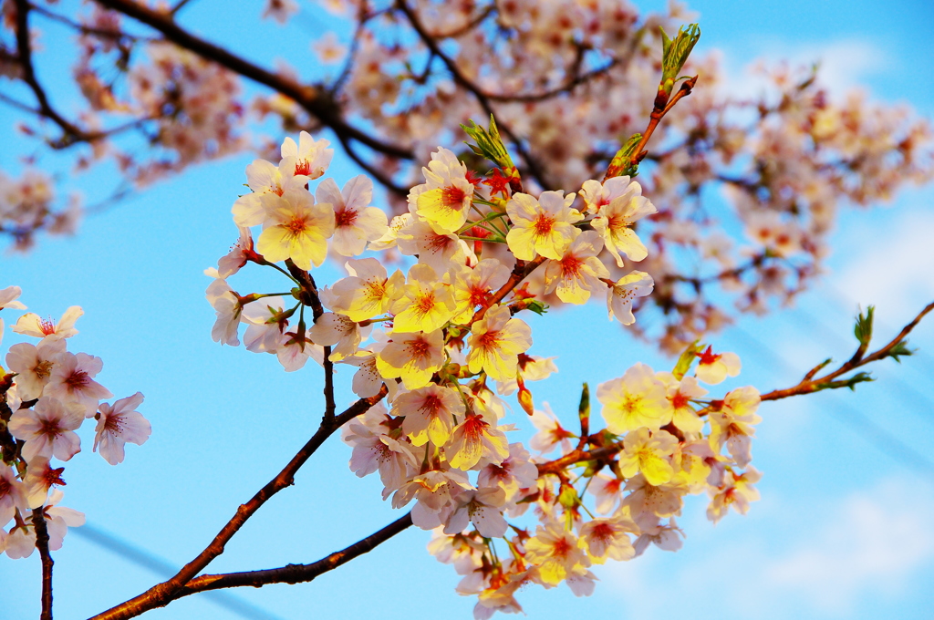 桜　夕日