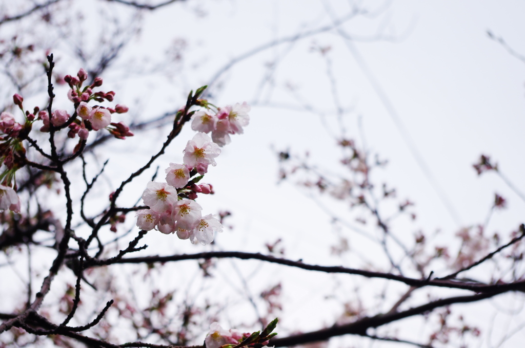 桜