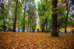 leafy carpet