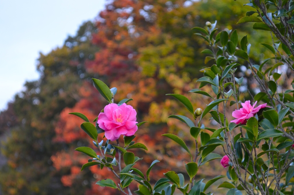 紅葉と椿