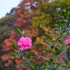 紅葉と椿