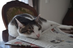 新聞読むと眠くなる〜