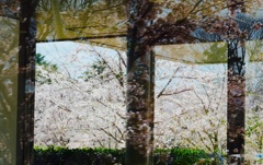 桜の幻惑《1》