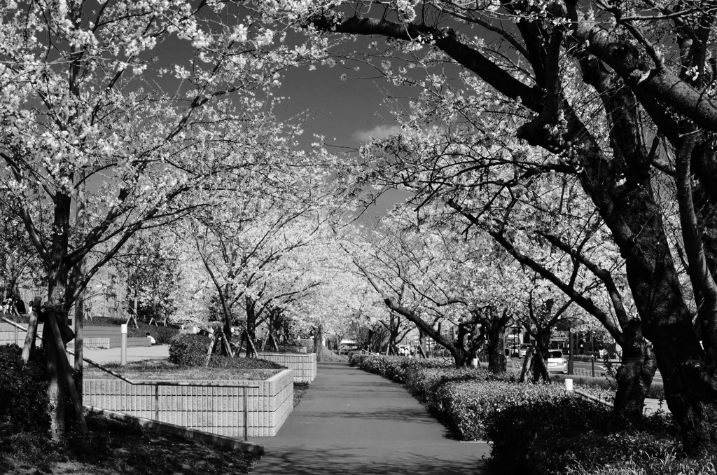 桜並木に幸せ感じて