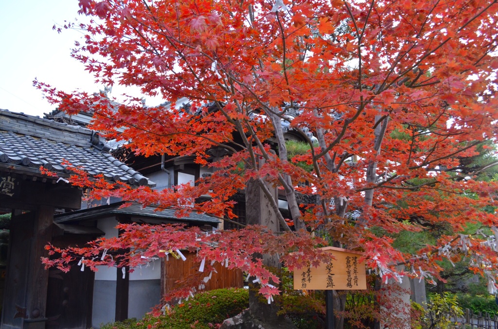 善光寺の紅葉その2