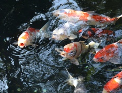 鯉