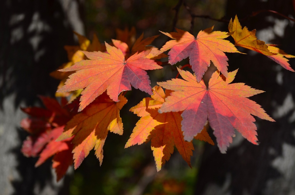 彩りの紅葉