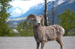 ビッグホーンシープ in Banff