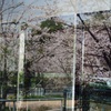桜の幻惑《2》