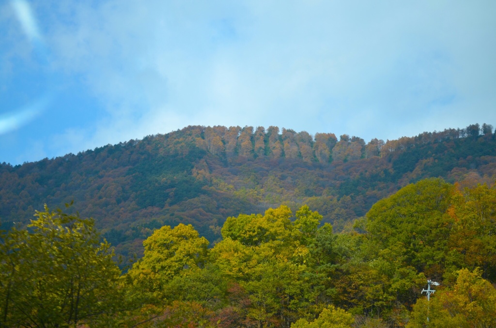 恐竜の背中のような。。。