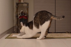 玄関マットで爪とぎ