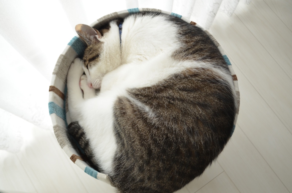 ほとんど円
