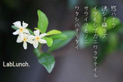 テイカカズラ