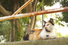 三毛猫