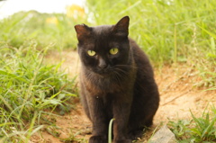 逃げ腰の黒猫