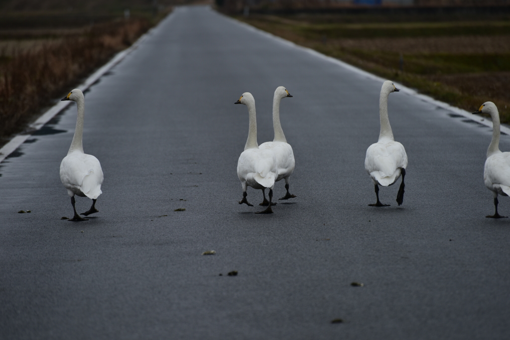 そこのけ、そこのけ、白鳥が通る