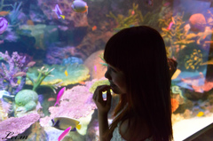 あいかと水族館