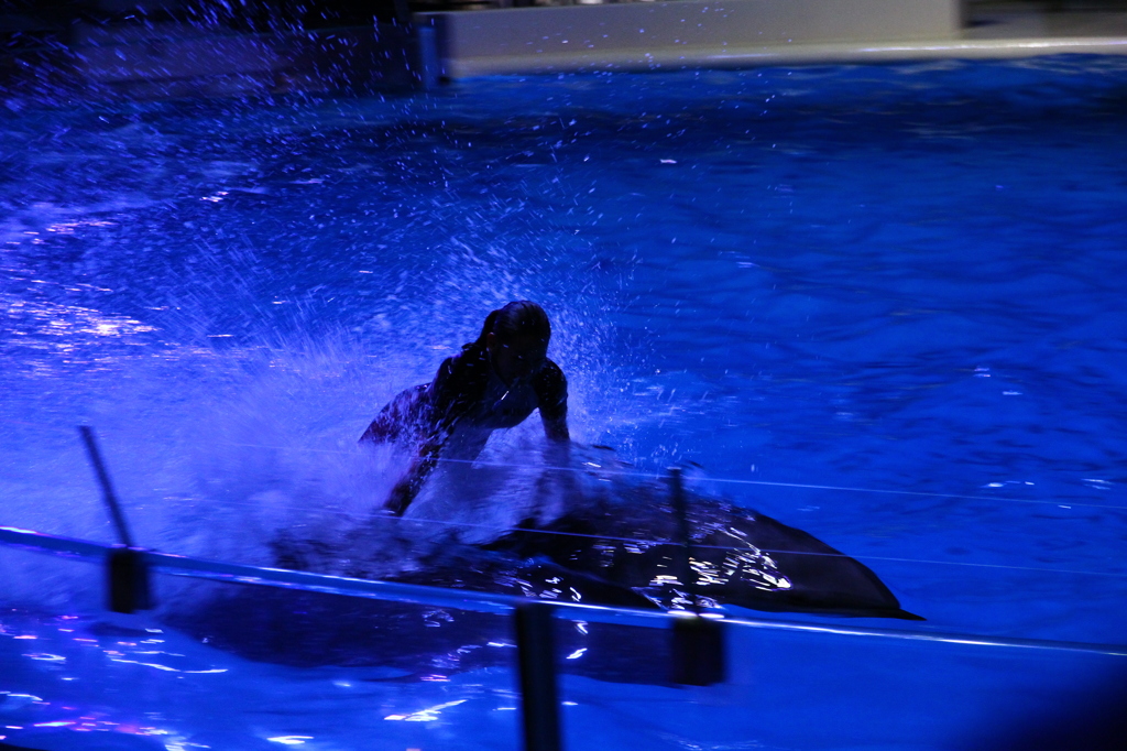Dolphin Boat