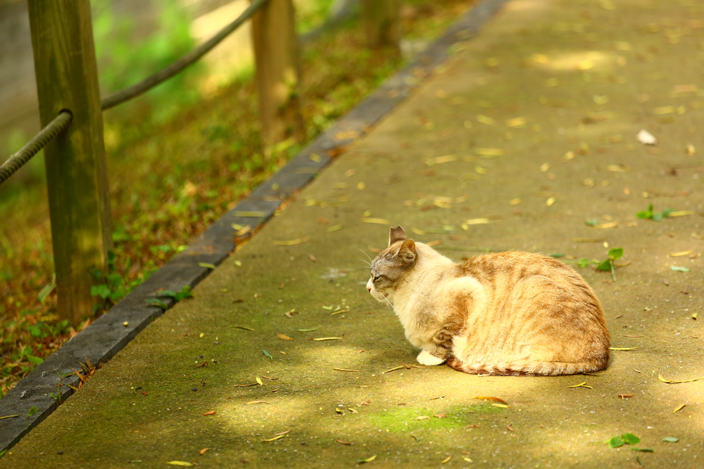 木漏れ日猫