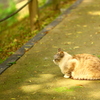木漏れ日猫