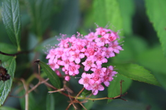 ピンクの花