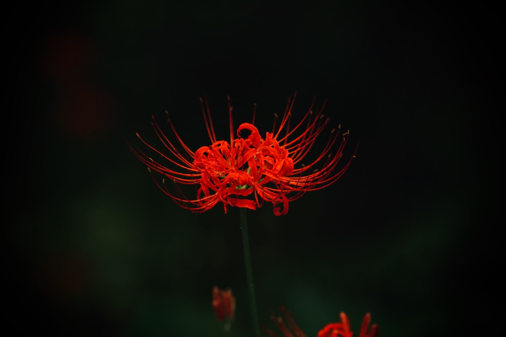 彼岸花
