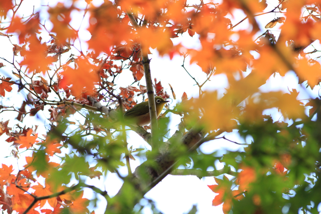 紅葉とメジロ