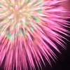 夏の夜に咲くコスモスかな