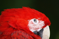 インコの眼力