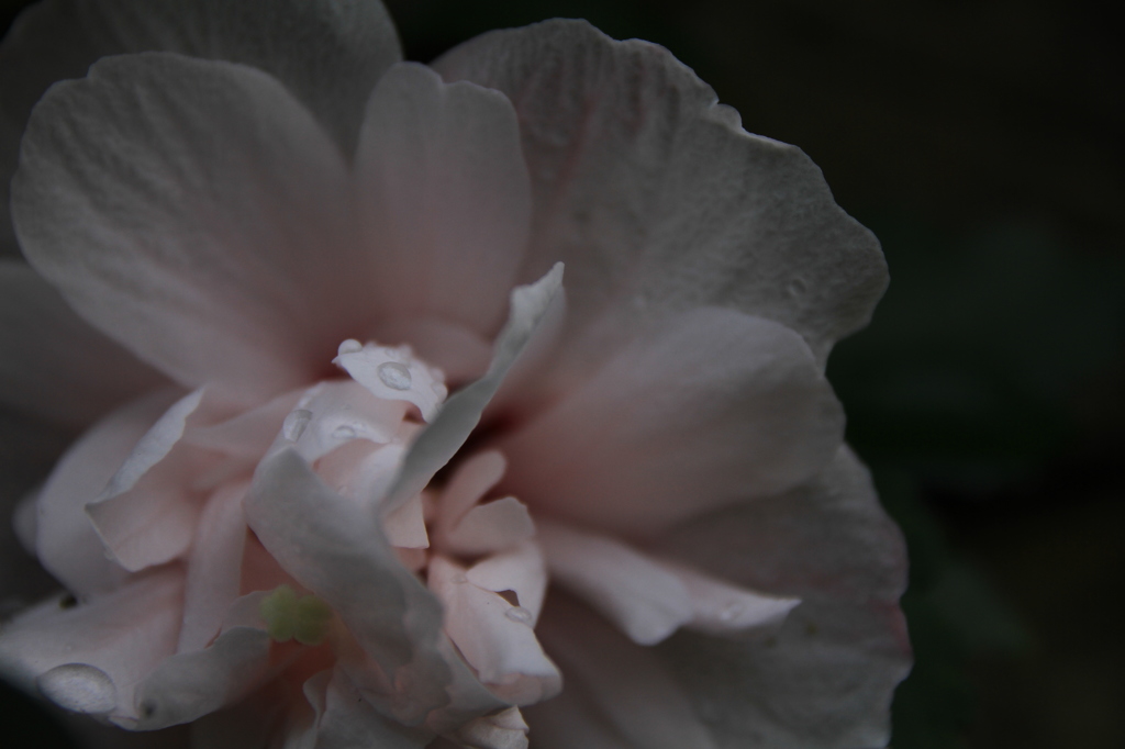 花壇の花 #06