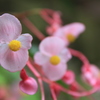 花壇の花 #04