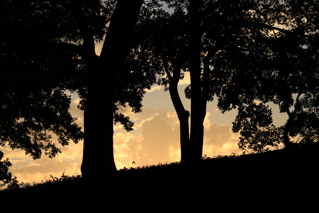 the sky between trees