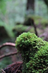 苔丸