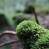 苔丸