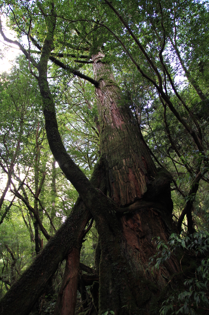 高く、高く