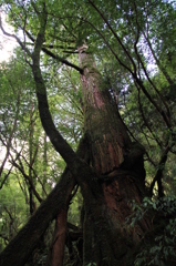 高く、高く